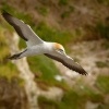 Terej australsky - Sula serrator - Australian Gannet - takapu 1429